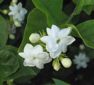 fleur1.webp